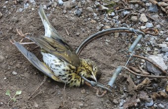 Singdrossel in Schlagfalle | © CABS