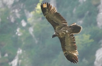 Bartgeier Sisi | © Christian Steiger