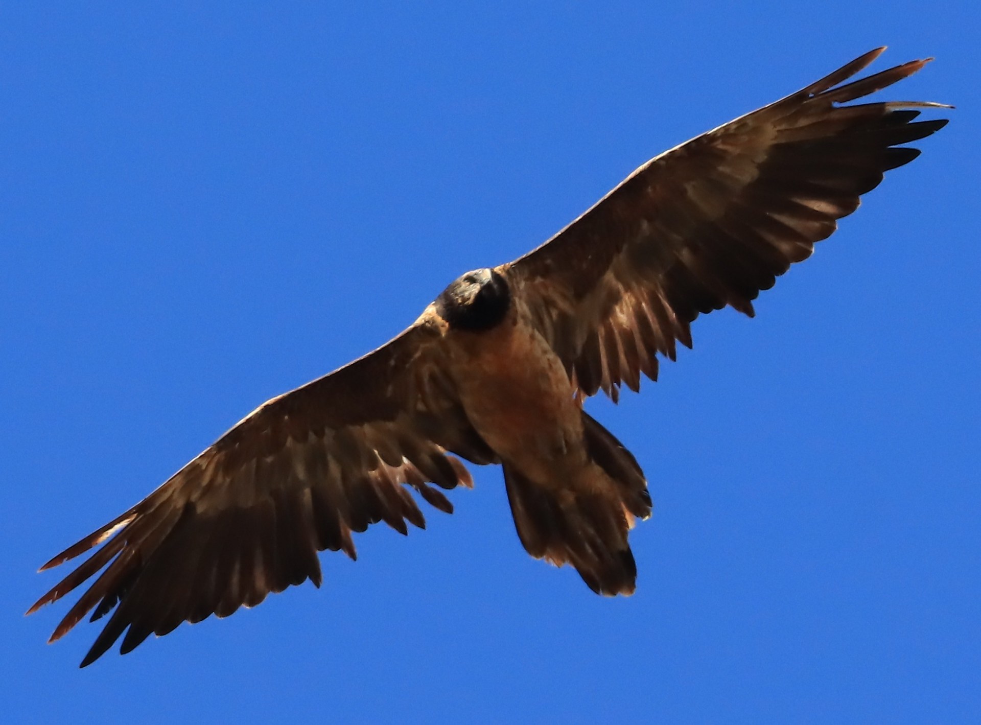 Sisi im Oktober 2025 | © ML.U-Ulliel