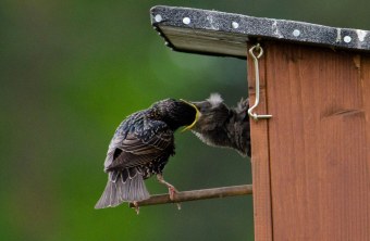 Star-Altvogel füttert Jungvogel, der aus dem Nest herausguckt | © Christian Grohmann