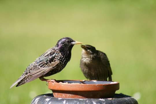 Star und Jungvogel an einem Blumentopfuntersetzer mit Futter | © Manfred Kraemer