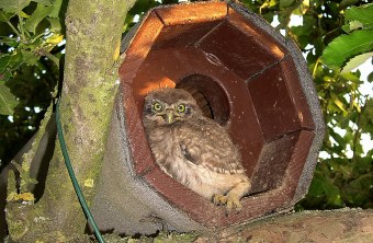 Steinkauz sitzt im Eingangsbereich einer künstlichen Niströhre | © Daniel Scheffler