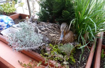 Stockente auf Balkon | © J. Drobez