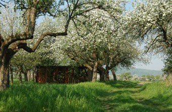 Streuobstwiese | © Thomas Staab