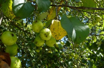 | © Rudolf Wittmann