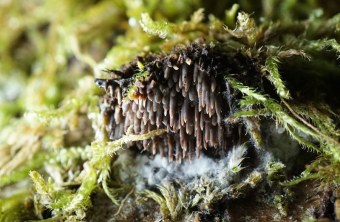 Ein Gloiodon Strigosus Pilz wächst zwischen Moos | © Magdalena Ordosch