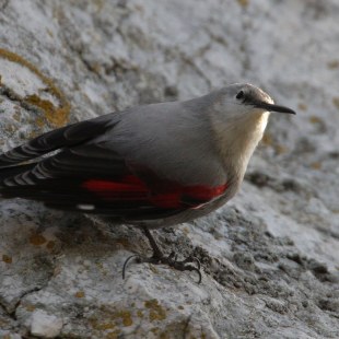 Mauerläufer | © Zdenek Tunka