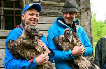 Toni Wegscheider mit Bartgeier Sisi und Christian Willeitner mit Bartgeier Nepomuk | © Hansruedi Weyrich