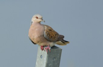 Turteltaube sitzt auf einer Stahlhalterung | © Rosl Rößner