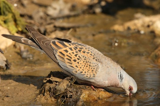 Turteltaube trinkt | © Zdenek Tunka