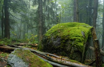 Urwald | © Dr. Eberhard Pfeuffer