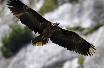 Vinzenz im Flug |© Markus Leitner