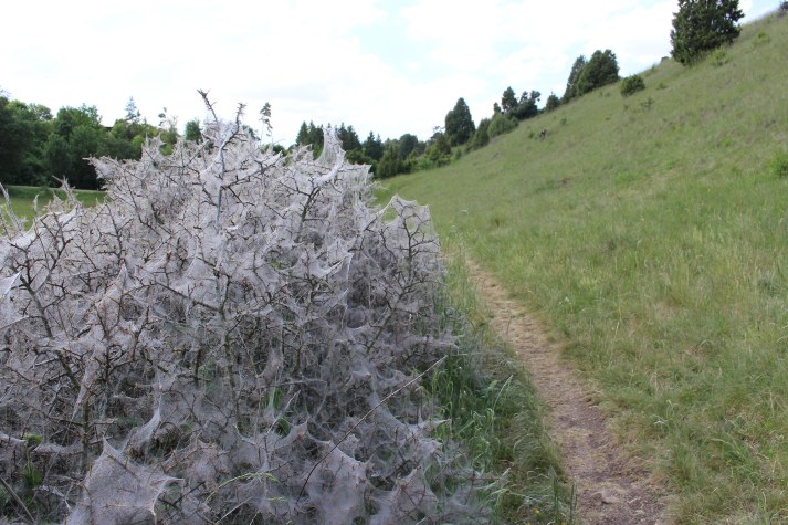 Von Gespinstmotten befallener Strauch | © Christiane Geidel