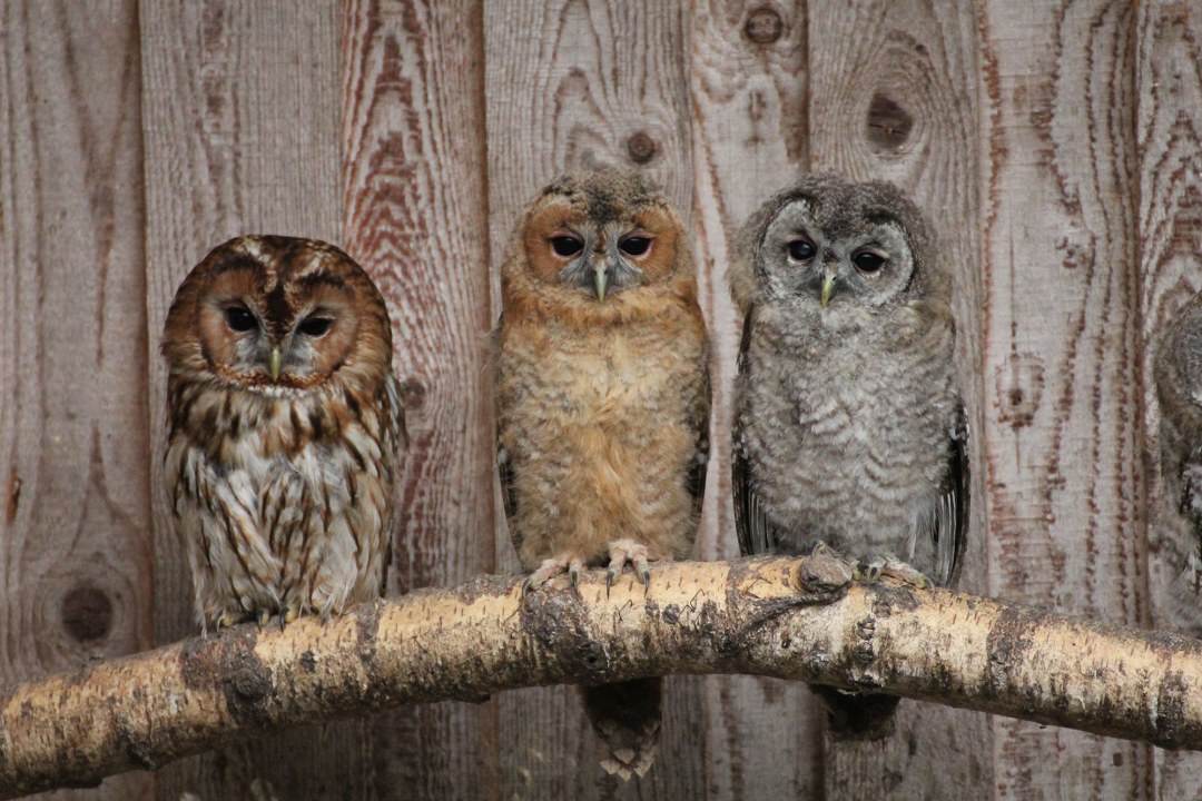 Drei Waldkäuze sitzen nebeneinander auf einem dicken Ast, dahinter ist eine holzvertäfelte Wand | © Ferdinand Baer