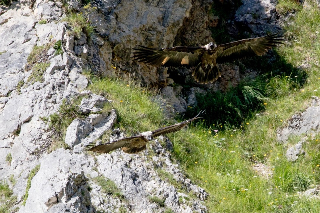 Wally, oben, und Bavaria im Flug | © Richard Straub