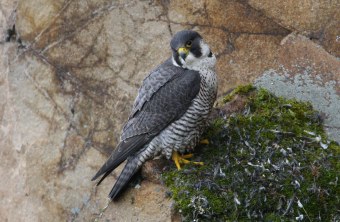 Wanderfalke an Nest in Felswand | © Zdenek Tunka