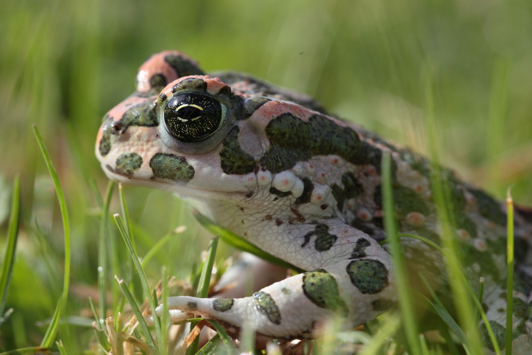 Wechsekröten bei der Paarung im Wasser, sie sitzen aufeinander | © Frank Derer