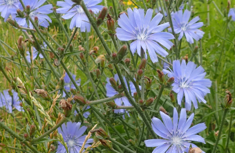 Ein häufiger Begleiter auf Feldwegen- die Wegwarte | © Patricia Danel