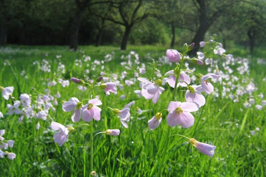 Wiesenschaumkraut auf einer grünen Wiese, im Hintergrund Bäume | © Thomas Staab