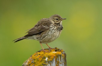 Wiesenpieper sitzt auf einem moosbewachsenen Baumstumpf | © Rosl Rößner