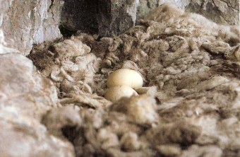 Bartgeiernest in freier Wildbahn |© VCF
