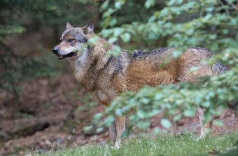 Ein Wolf steht aufmerksam zwischen den Bäumen, beobachtet die Umgebung | © Erich Obster