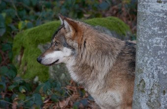 Wolf im seitlichen Profil | © Marcus Bosch