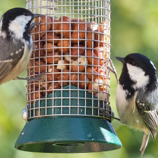 Zwei Tannenmeisen an der Futtersäule | © Antje Geigenberger