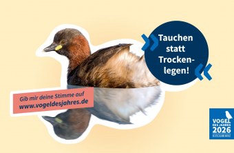 Ein Zwergtaucher schwimmt auf ruhigem Wasser, begleitet von einem Aufruf zur Wahl des Vogels des Jahres beim LBV.
