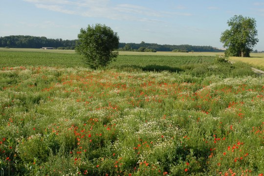 Blühfläche an einem Acker | © Dr. Eberhard Pfeuffer