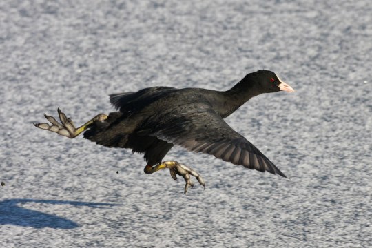 Blässhuhn springt scheinbar fluchtartig davon | © Zdenek Tunka