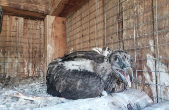 Junger Bartgeier Dagmar | © P. Rodriguez/Junta de Andalucia