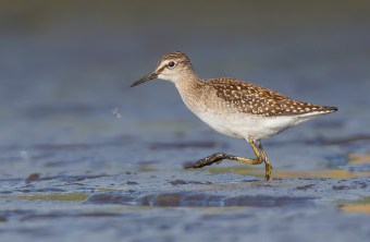 Bruchwasserläufer watet im Watt | © Gunther Zieger