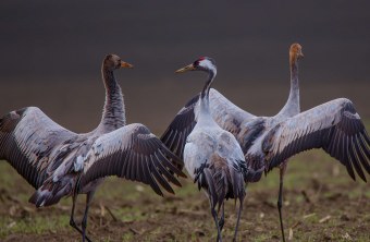 Drei Kraniche auf einem Feld | © Gunther-Zieger