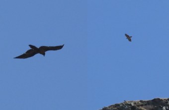 Recka und Nepomuk im Oktober 24 | © Silke Moll