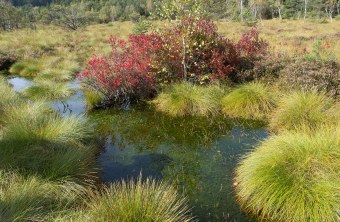 Moor Eglinger Filz | © Oliver Wittig