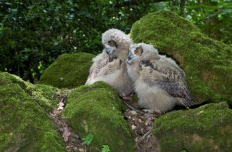 Junge Uhus © Rosl Roessner