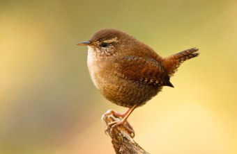 Ein Zaunkönig auf einem abgestorbenen Ast | © Rosl Roessner