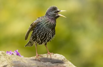 Star beim Gesang | © Rosl Roessner