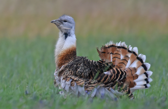 Großtrappe auf grünem Gras | © Herbert Henderks