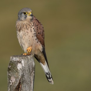 Turmfalke | © Herbert Henderkes