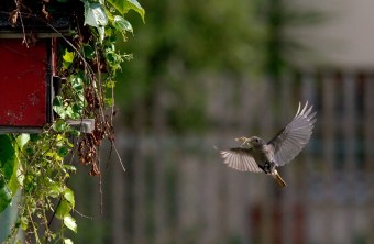 Hausrotschwanz im Flug  | © Erich Obster