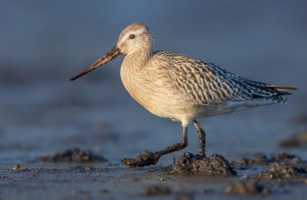 Pfuhlschnepfe im Watt | © Gunther Zieger