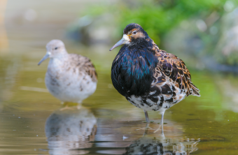 Kampfläufer-Paar stehen im seichten Wasser | © Bosch Christoph