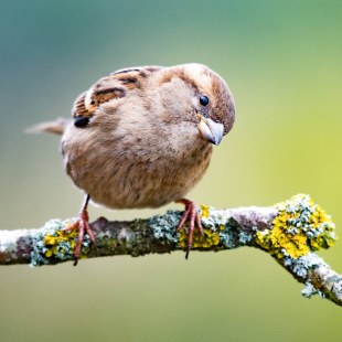 Haussperling sitzt auf einem Ast | © Max Kugler