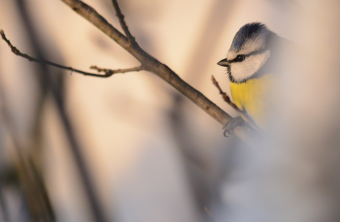 Blaumeise | © Dr. Olaf Broders