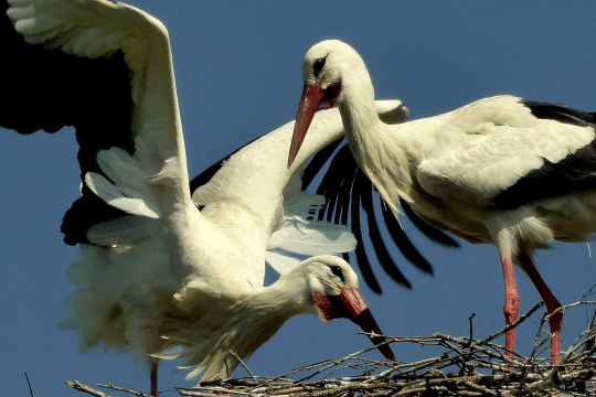 Weissstorch | © Uwe Liebe