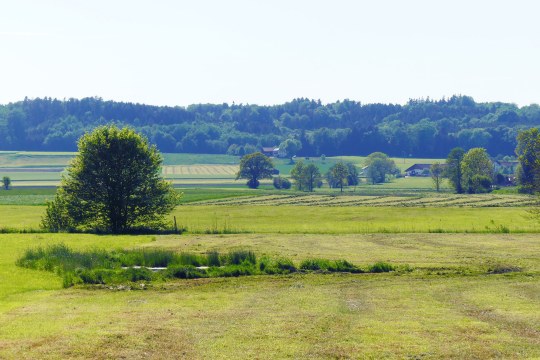 Seige in Wiese für Kiebitze | ©  Thomas Thurnhuber