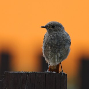 Hausrotschwanz | ©  Zdenek Tunka