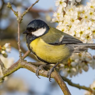 Kohlmeise | © Markus Glaessel